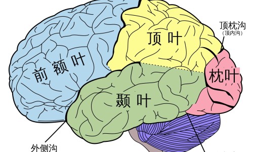 糖尿病人颈动脉会变狭窄吗-糖尿病人查出颈动脉壁增厚网 :分享糖尿病颈部血管有斑块怎么办-糖尿病人颈动脉会变狭窄吗知识